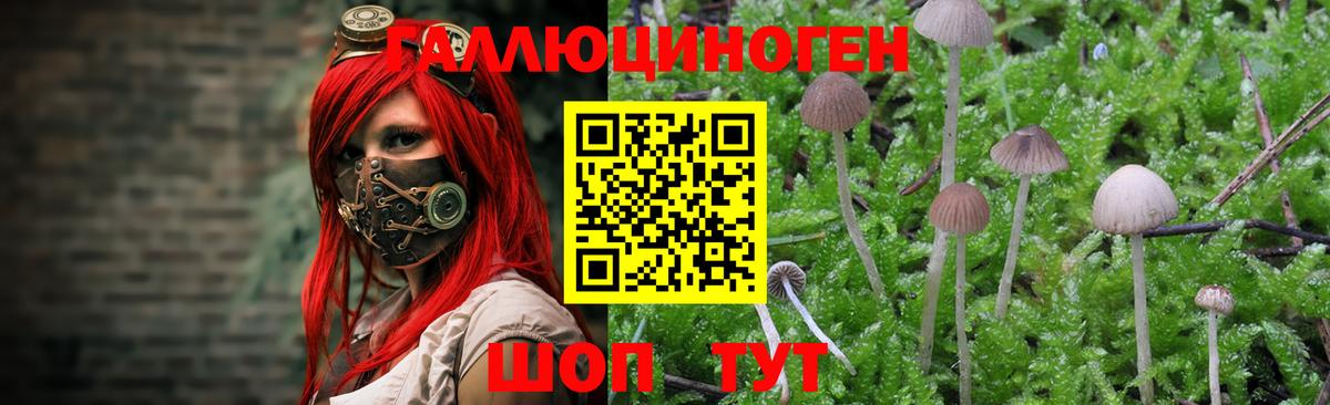 Псилоцибиновые грибы Psilocybe Губкинский